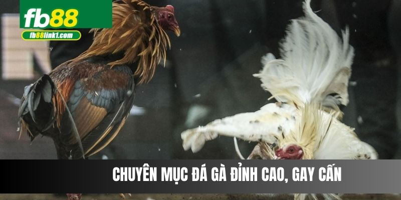 Chuyên mục đá gà đỉnh cao, gay cấn